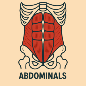 abdominals