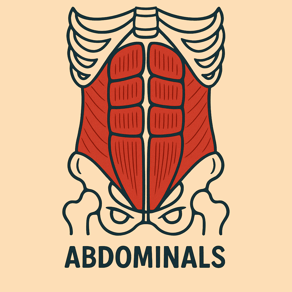 abdominals