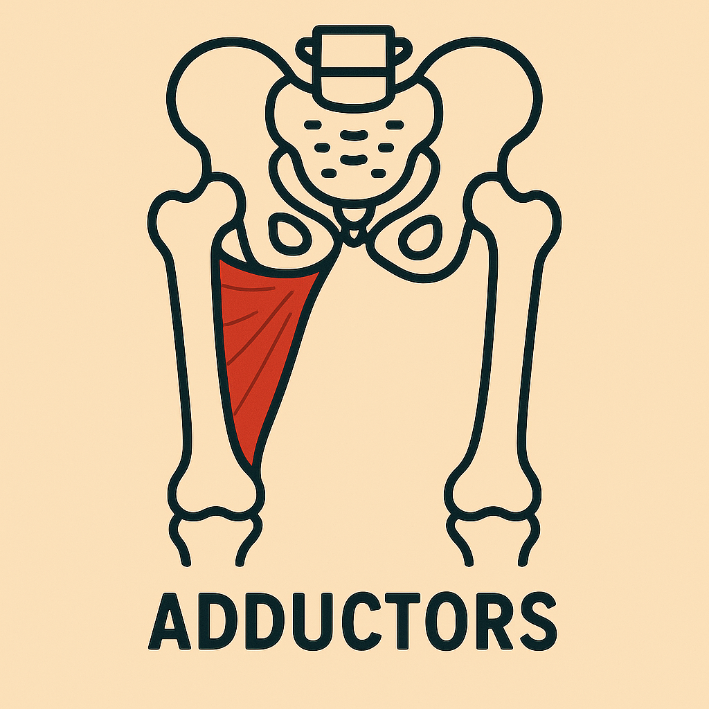 Home adductors