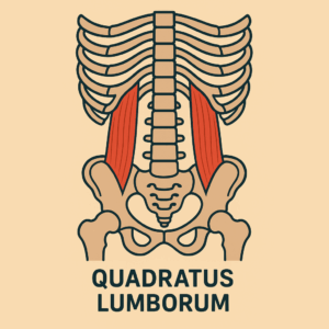 quadratus lumborum