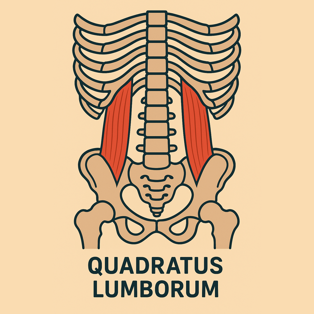 quadratus lumborum