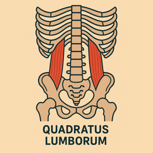 quadratus lumborum quadratus lumborum